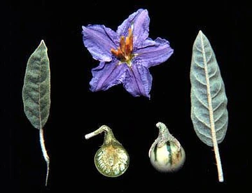 Silverleaf nightshade botanical parts displayed on a black background, showing gray-green leaves, a purple star-shaped flower, and cross-sectioned and whole striped berries.