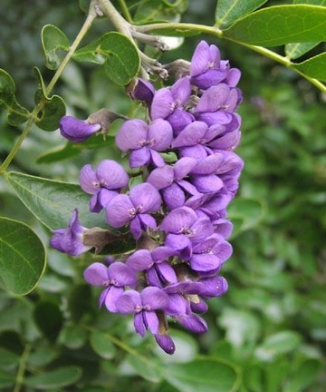 Close-up of a Texas mountain laurel branch with a hanging cluster of bright purple flowers
