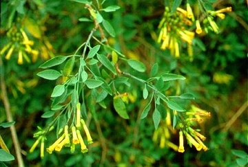 Tree tobacco shrub with clusters of narrow yellow tubular flowers hanging from green branches