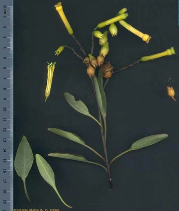 Pressed specimen of tree tobacco showing yellow tubular flowers, seed pods, and elongated gray-green leaves next to a ruler for scale