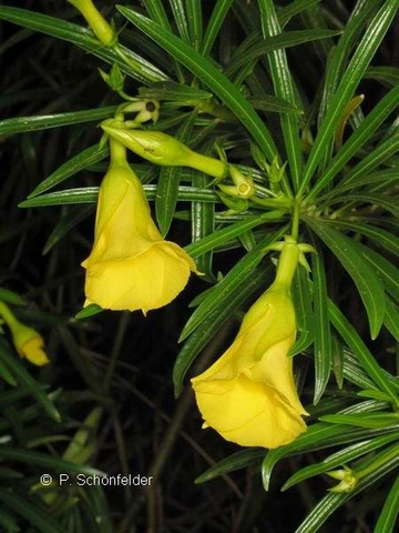 Close-up of two yellow, trumpet-shaped yellow oleander flowers among narrow green leaves.