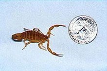 Arizona bark scorpion next to a coin for size comparison.