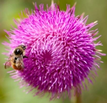 Bee collecting nectar from a bright purple thistle flower.