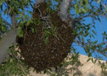 Large swarm of bees gathered on a tree branch.