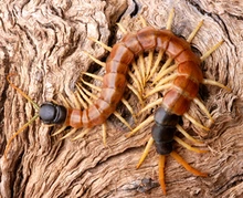 Large brown centipede crawling across a piece of wood.
