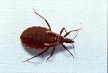 Kissing bug with elongated head and dark brown body on a light surface.